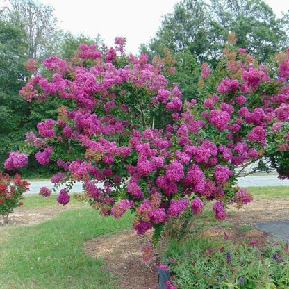 Catawba Crape Myrtle growing in a landscape bed with deep purple summer blooms and a rounded ornamental form