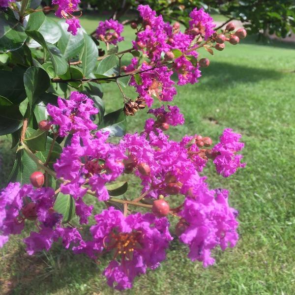 Close-up of Catawba Crape Myrtle flowers showing rich violet-purple clustered summer blooms