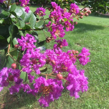 Close-up of Catawba Crape Myrtle flowers showing rich violet-purple clustered summer blooms