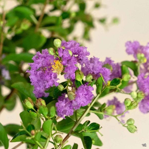 purple petals on catawba purple crape myrtle trees