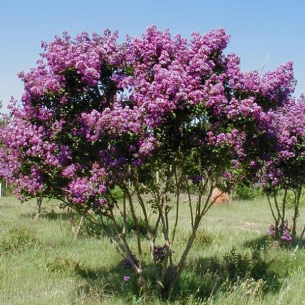Mature Catawba Crape Myrtle with a small tree form, green summer foliage, and attractive branching structure